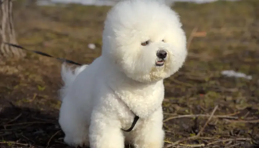 Puszysty bichon frise, z brązowymi oczami, siedzi na trawie.