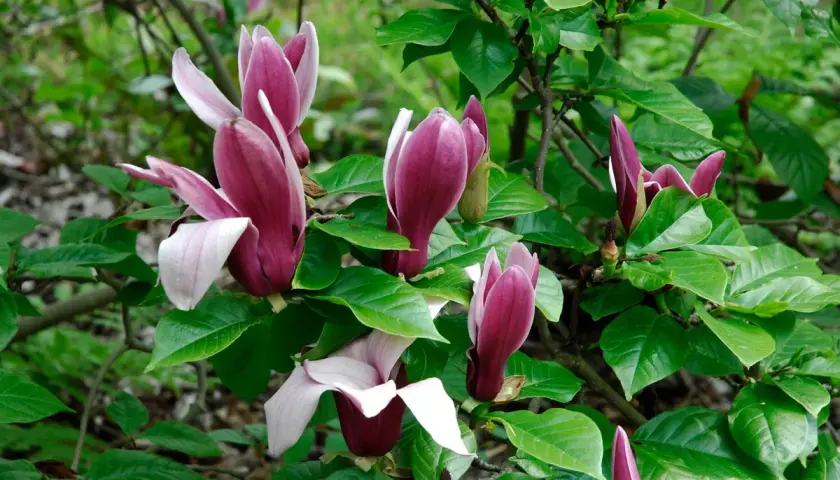 Magnolias aux teintes pourpres et blanches, leurs pétales délicats semblent lutter contre une maladie, mais leur beauté persiste.
