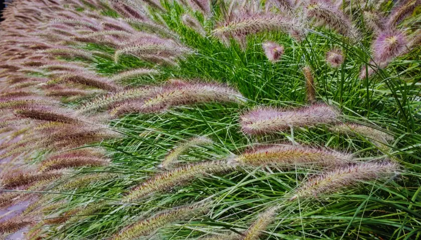 Rozplenica Red Head z puszystymi, purpurowymi kwiatostanami tworzy malowniczy dywan na tle soczystej zieleni.