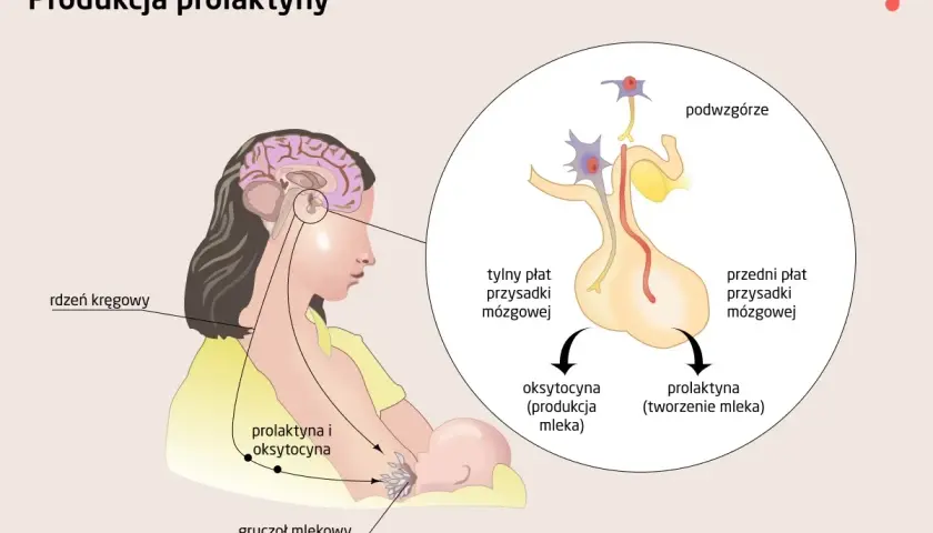 Ilustracja pokazuje, jak podwzgórze i przysadka mózgowa wpływają na produkcję prolaktyny i oksytocyny, kluczowych dla tworzenia i produkcji mleka. Zrozumienie tego mechanizmu jest pierwszym krokiem, jak obniżyć prolaktynę.