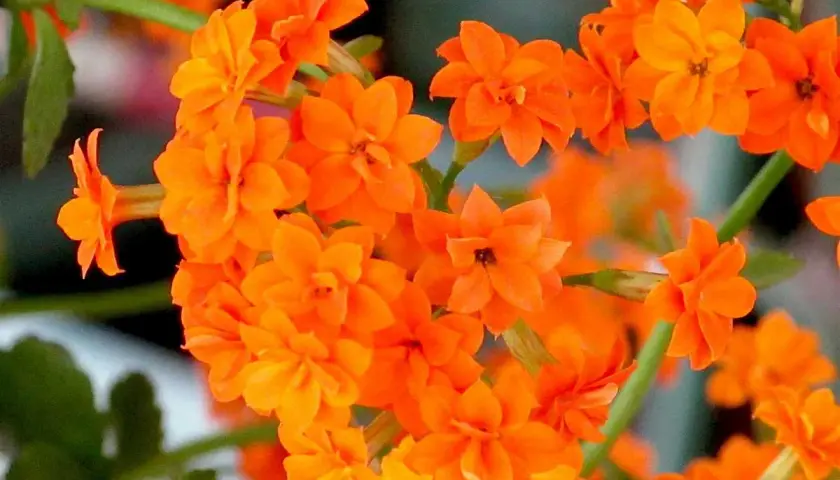 Grappe de fleurs orange vif de Kalanchoe blossfeldiana, aux pétales délicats et aux tiges vertes.