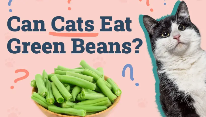 A black and white cat looks curiously at a bowl of green beans, with the question "Can Cats Eat Green Beans?" prominently displayed.