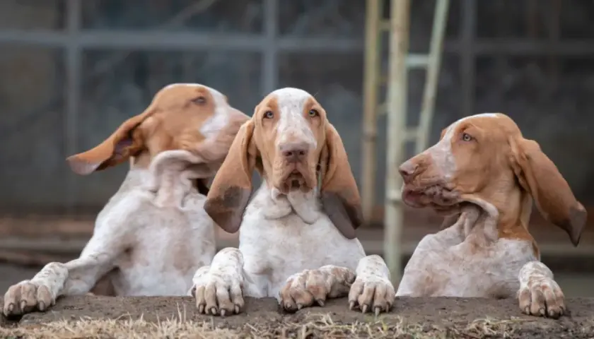 Drei junge Bracke Hunde mit langen Ohren schauen neugierig über einen Erdhügel.