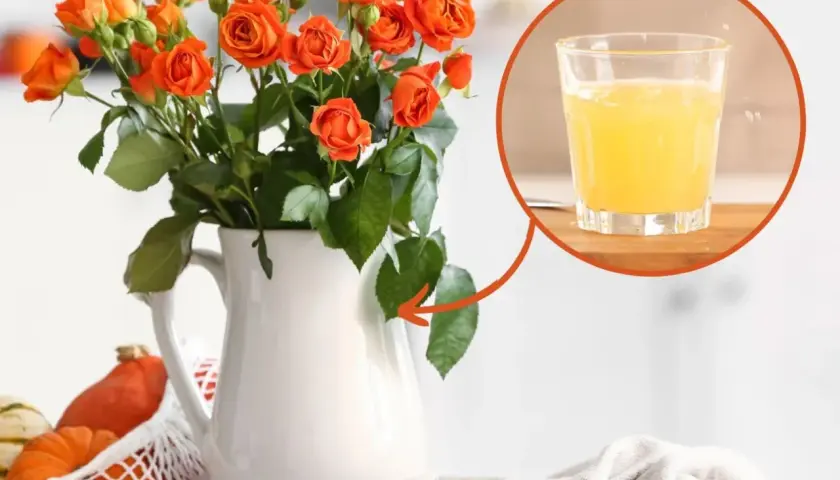 Pomarańczowe kwiaty cięte w białej dzbanku, obok dynie. W okręgu szklanka z żółtym napojem.