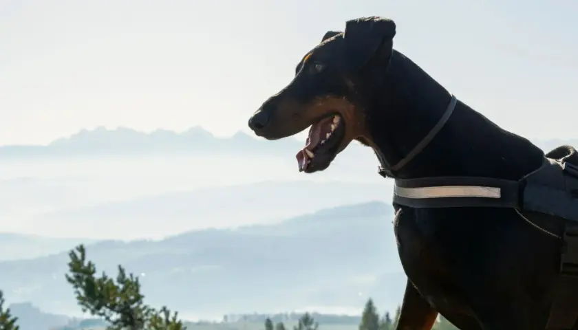 Doberman na spacerze drogą pod reglami z psem, podziwia widok na mgliste góry.