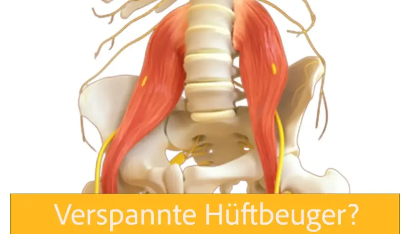 Anatomische Darstellung der Hüftbeuger-Muskulatur. Osteopathie Boetius hilft bei verspannten Hüftbeugern. Trainieren statt dehnen!
