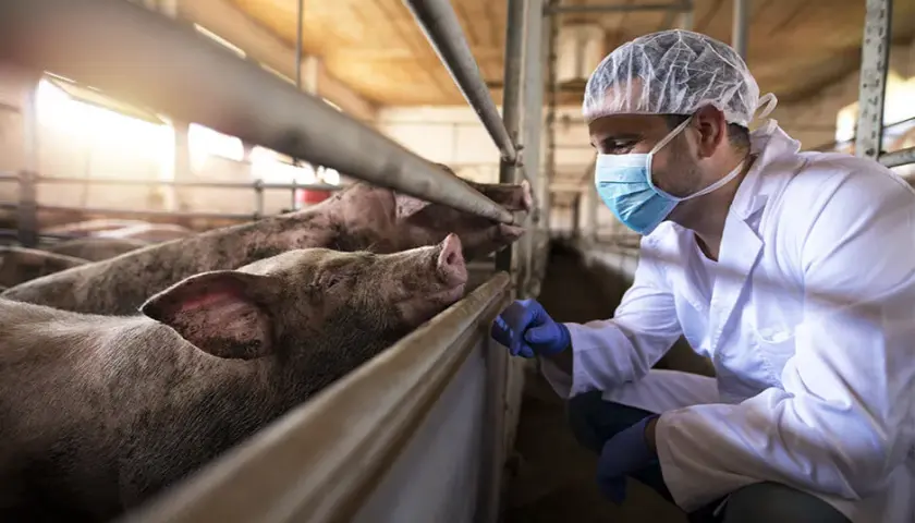 Bioasekuracja na fermie świń: kluczowe zasady i skuteczne metody