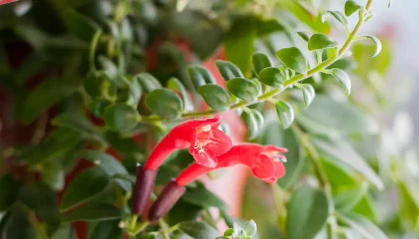 Aeschynanthus z czerwonymi kwiatami, idealny do wiszących doniczek. Pielęgnacja tej rośliny jest prosta, wymaga jasnego światła i umiarkowanego podlewania.