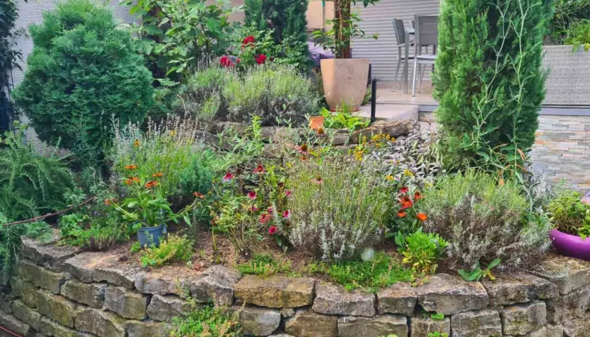 Ein üppiger natur garten mit Lavendel, Zinnien und Koniferen auf einer Steinmauer.