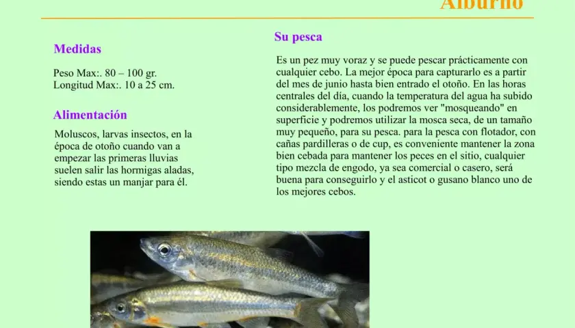 Primer plano de peces de pantano plateados con detalles dorados, nadando en aguas poco profundas.