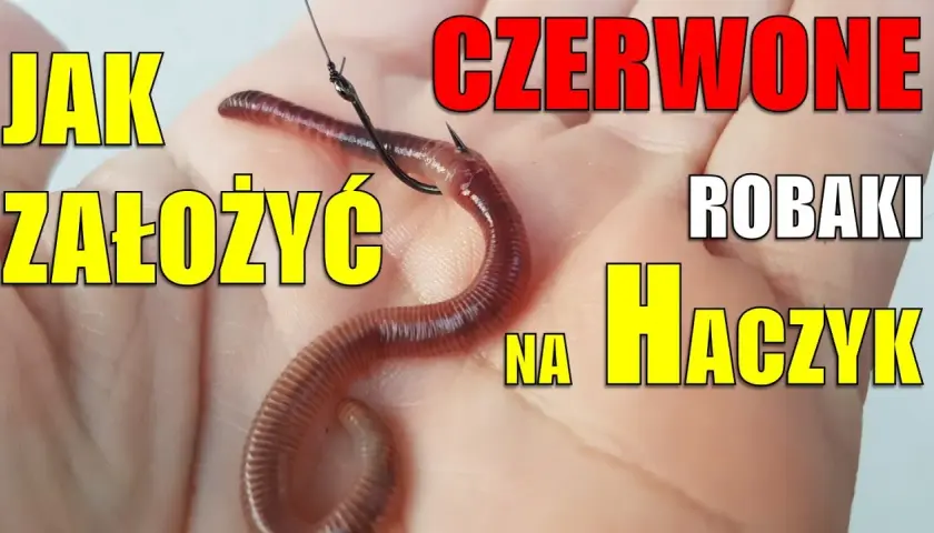 Jak założyć dżdżownicę na haczyk? 4 metody na więcej brań!