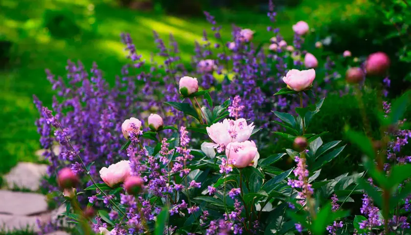 En rabatt med rosa pioner och lila lavendel, vackra fleråriga blommor som blommar i sommarsolen.