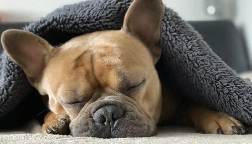 Słodki buldog francuski śpi pod kocem na swoim wygodnym legowisku.