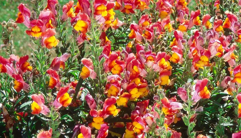 Un parterre de muflier fleur aux couleurs vives, mêlant le rose, le rouge et le jaune, illumine le jardin.