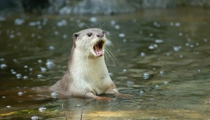Nutria con la boca abierta en el agua, parece que las nutrias son agresivas.