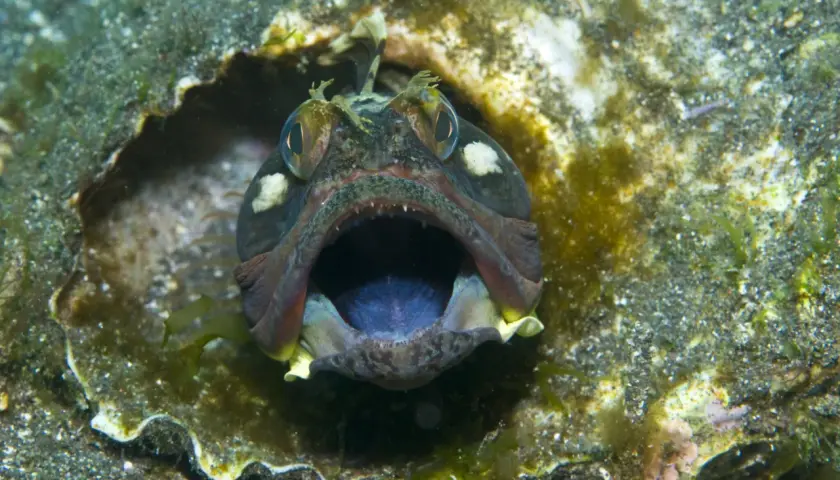 Otwarta paszcza ryby, jakby krzyczała "fish" po angielsku, ukryta w skalnej grocie.
