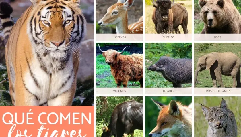 Un collage de animales salvajes, incluyendo un tigre, ciervos, búfalos, osos, vacunos, jabalíes, crías de elefantes, gaur, zorros y linces. La imagen principal pregunta: ¿Qué comen los tigres?
