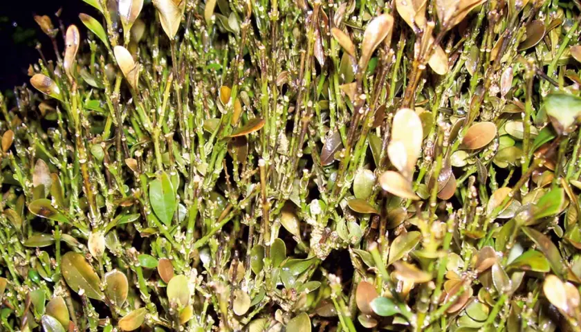 Rami di bosso con foglie secche e marroni, segno di malattie del bosso.
