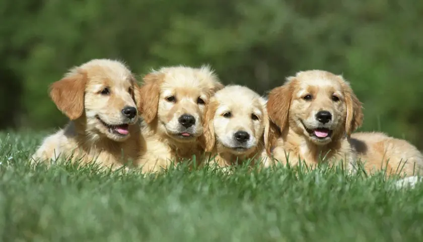Ile szczeniąt rodzi golden retriever? Średnio 6-8, ale są wyjątki