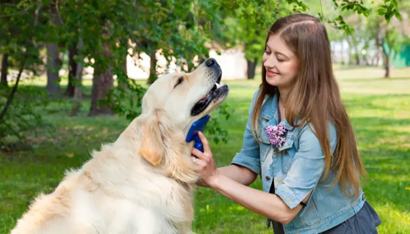 Golden Retriever: Czy to pies dla Ciebie? Sprawdź, zanim kupisz!