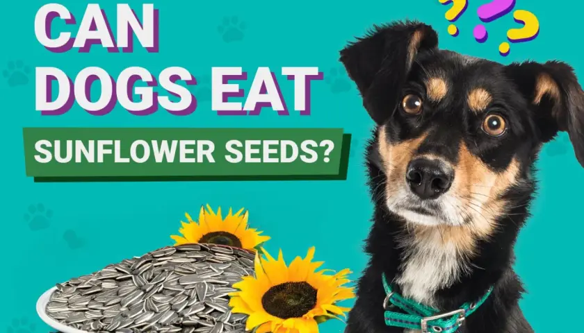 A curious dog looks at a plate of sunflower seeds and sunflowers, wondering, "Can dogs eat sunflower seeds?