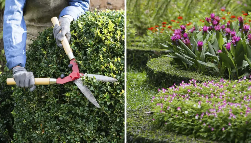 Händer med handskar klipper en grön buske med en stor röd sekatör. I bakgrunden blommar en vacker trädgård.