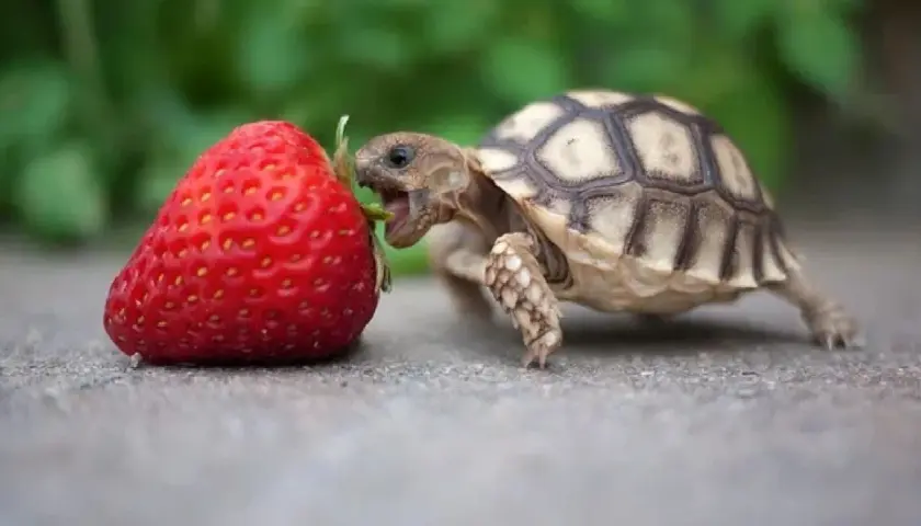 Una tortuga bebé mordisquea una fresa, mostrando qué comen las tortugas.