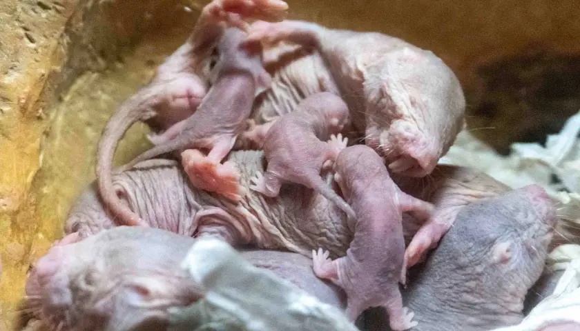 Un grupo de crías de rata topo, rosadas y sin pelo, se acurrucan juntas.