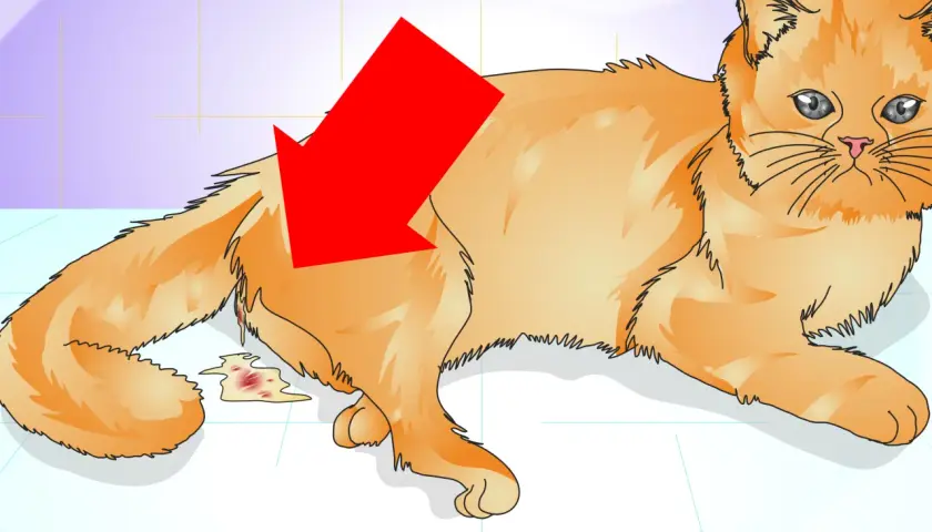 Gato naranja con una flecha roja apuntando a una herida o cicatriz en su costado, con sangre y líquido. Podría ser una cicatriz de gata castrada.