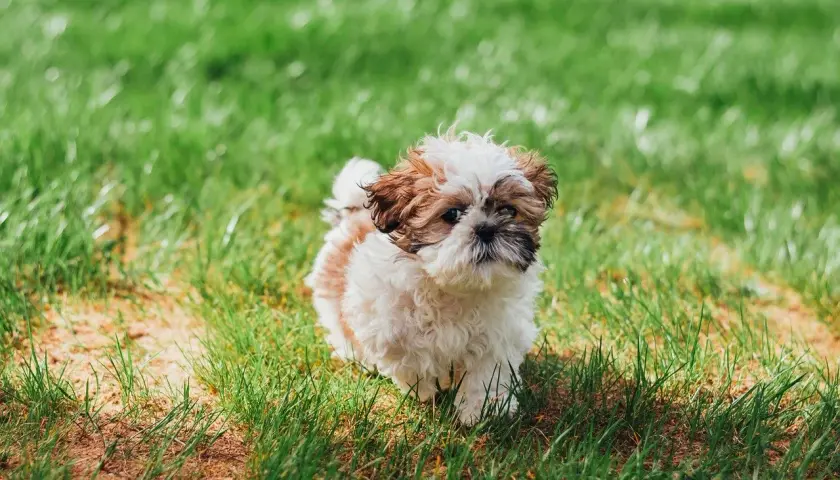 Uroczy szczeniak Shih Tzu na trawie. Czy psy mogą jeść słodycze? Zdecydowanie nie, ale ten maluch wygląda, jakby marzył o smakołykach.