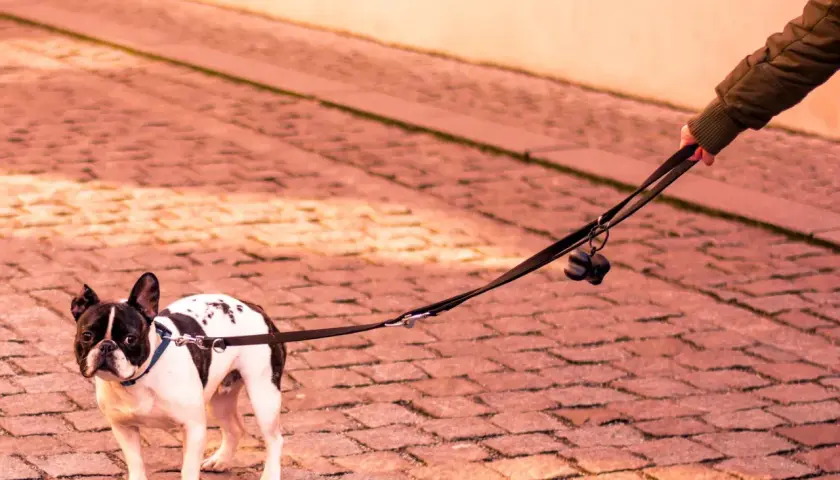 Mi perro se queda parado en la calle, un bulldog francés blanco y negro, con su correa sujeta por una mano.