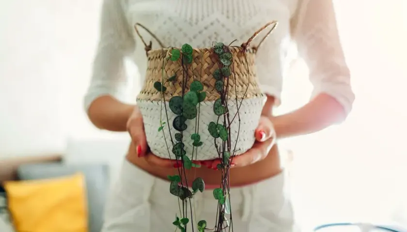 Ceropegia woodii variegata, roślina o sercowatych liściach, w plecionym koszyku, trzymana przez kobietę.