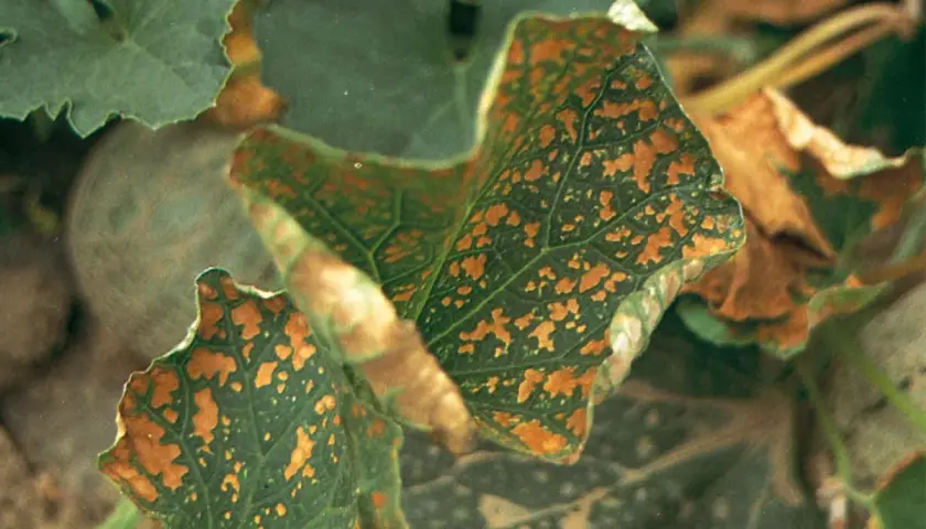 Foglie di zucca con macchie marroni, sintomo di carenza di calcio. Rimedi naturali per piante sane.