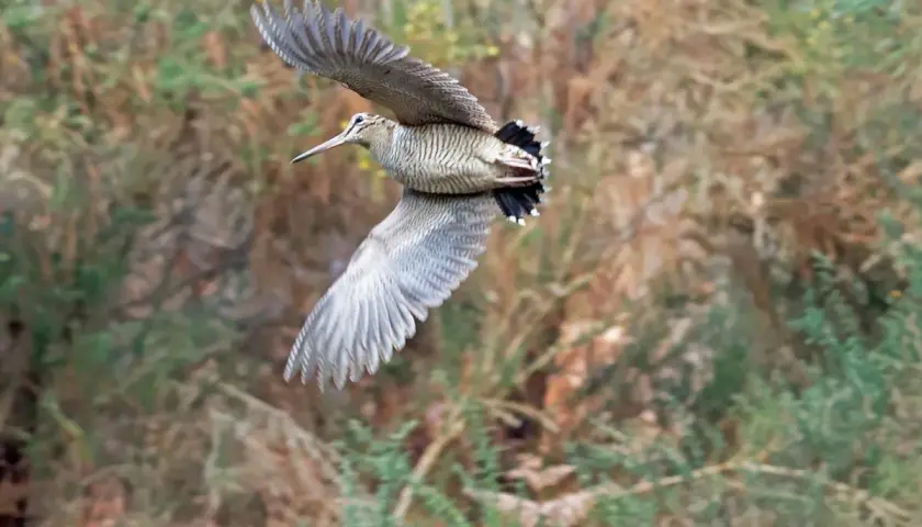 Une bécasse des bois en vol, ailes déployées, se faufile dans la végétation dense.