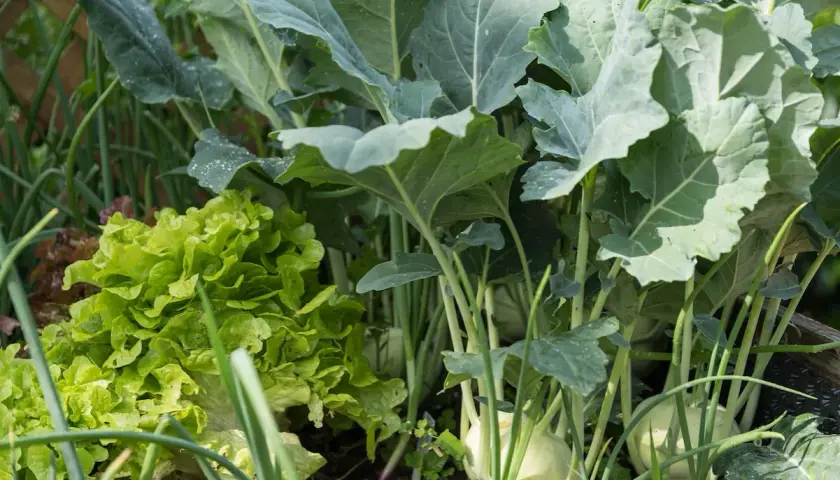 Ein grüner Salat neben Kohlrabi und Lauch. Gute Nachbarn Sellerie und Kohlrabi wachsen hier nebeneinander im Garten.
