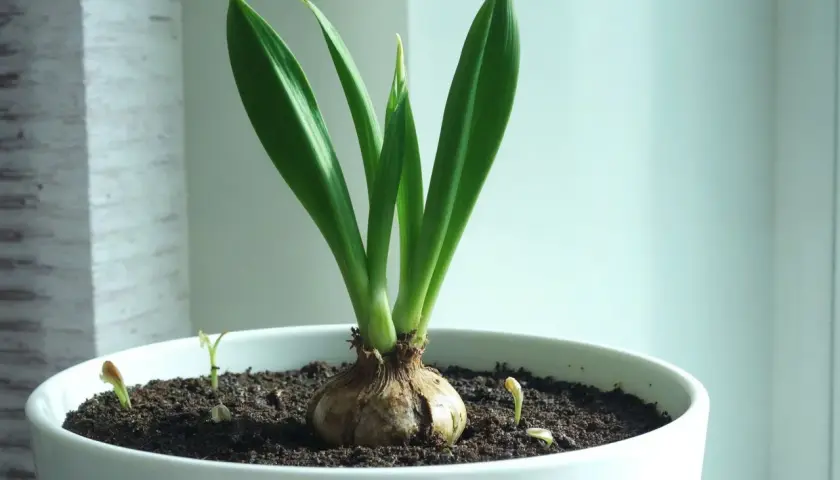 En amaryllis med gröna blad i en vit kruka. Små skott syns i jorden. Frågan är hur ofta ska man vattna amaryllis för att den ska trivas.