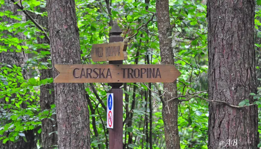 Drewniany drogowskaz "Carska - Tropina" w lesie.