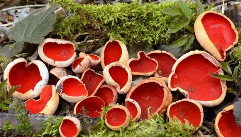 Czarka szkarłatna: informacje, przepis, jadalność