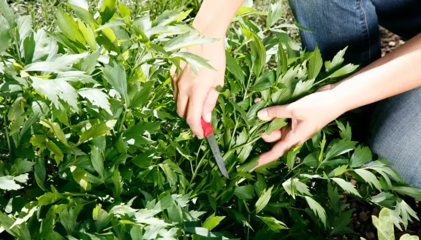 Hände ernten mit einem Messer frisches Maggikraut im Garten. Die grünen Blätter duften intensiv.