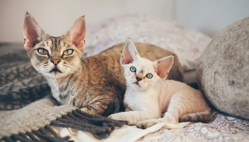 Dwa koty rasy devon rex: jeden pręgowany, drugi jasny z niebieskimi oczami, leżą na kocu.