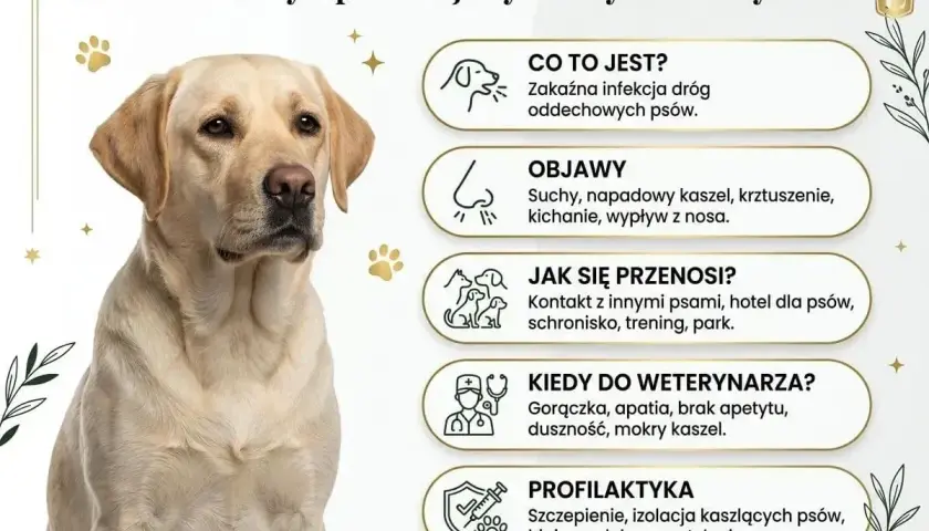 Labrador z objawami kaszlu kenelowego u psa. Informacje o przyczynach, objawach i profilaktyce.
