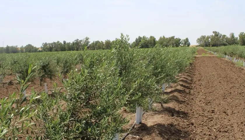 Filari di giovani ulivi in un campo, con tubi neri che indicano un sistema di irrigazione oliveto fai da te.
