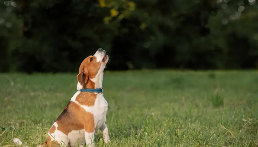Perro beagle sentado en la hierba, mirando hacia arriba. ¿Cómo hacer que un perro deje de ladrar?