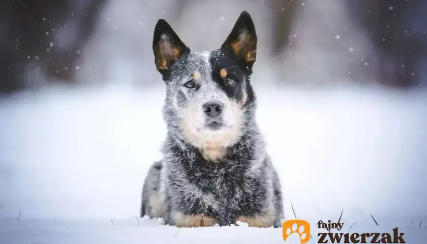 Australian stumpy tail cattle dog w zimowej scenerii, z płatkami śniegu wokół.