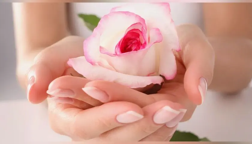 Mains délicates tenant une rose blanche aux bords roses, une fleur symbolique de tendresse et de beauté.