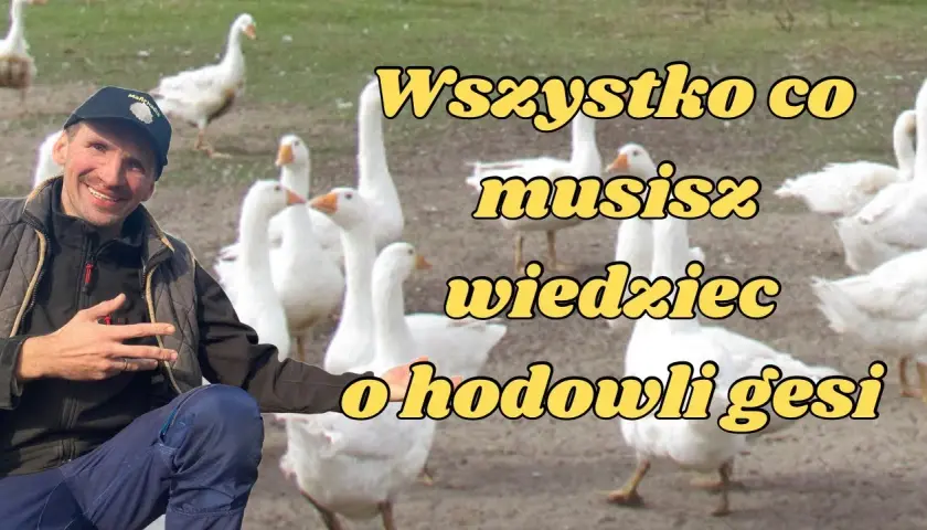 Przydomowa hodowla gęsi - praktyczny poradnik dla początkujących rolników