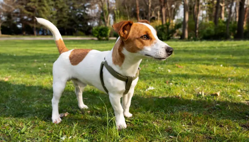 Jack Russell Terrier o żywym usposobieniu, w zielonej obroży, stoi na trawie w parku.
