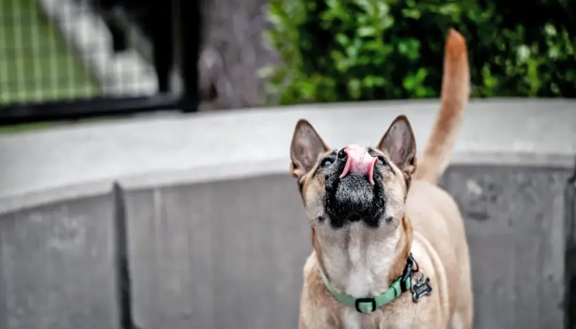 A dog with a green collar is licking the air, its pink tongue extended.