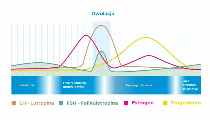 Wykres cyklu owulacyjnego: estrogen rośnie przed owulacją, a progesteron wzrasta po niej.