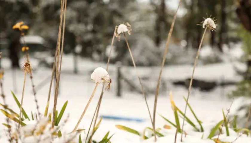 Tiges sèches d'agapanthe couvertes de neige, comme un gel délicat. Le paysage hivernal est flou en arrière-plan.
